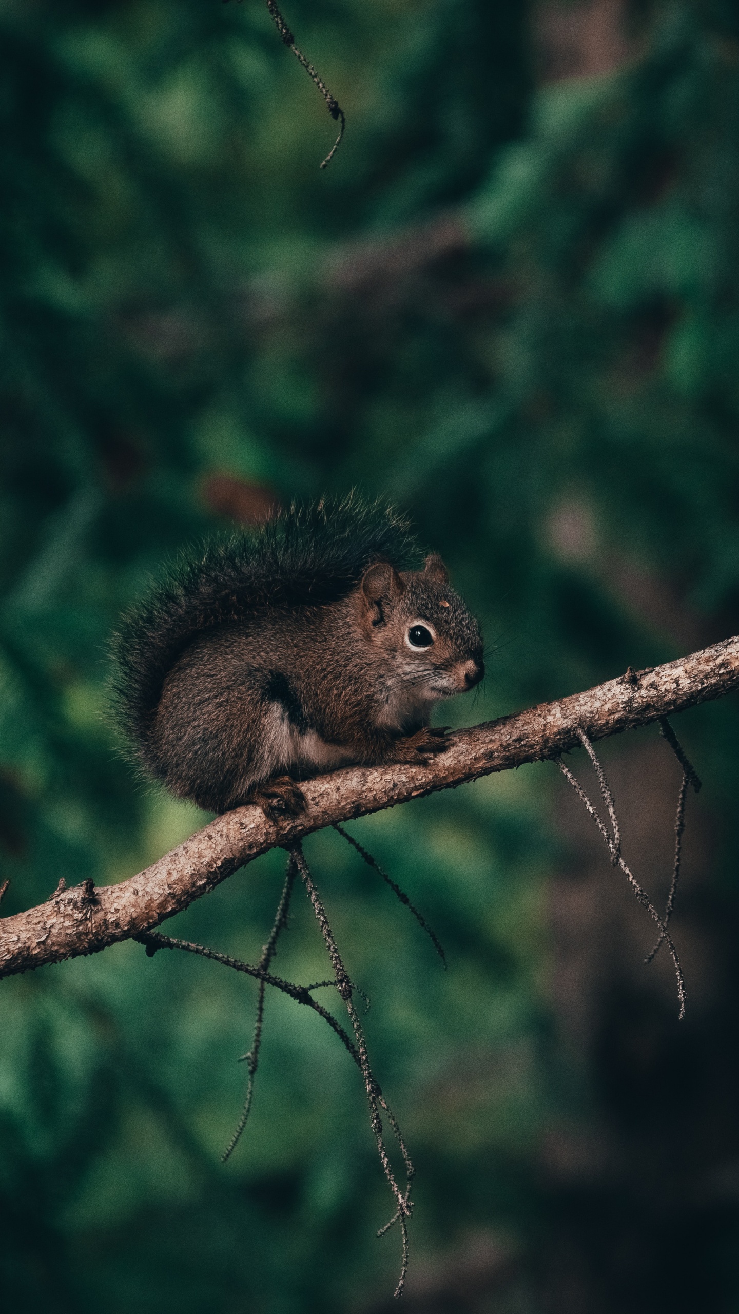 Braunes Eichhörnchen Auf Braunem Ast Tagsüber. Wallpaper in 1440x2560 Resolution