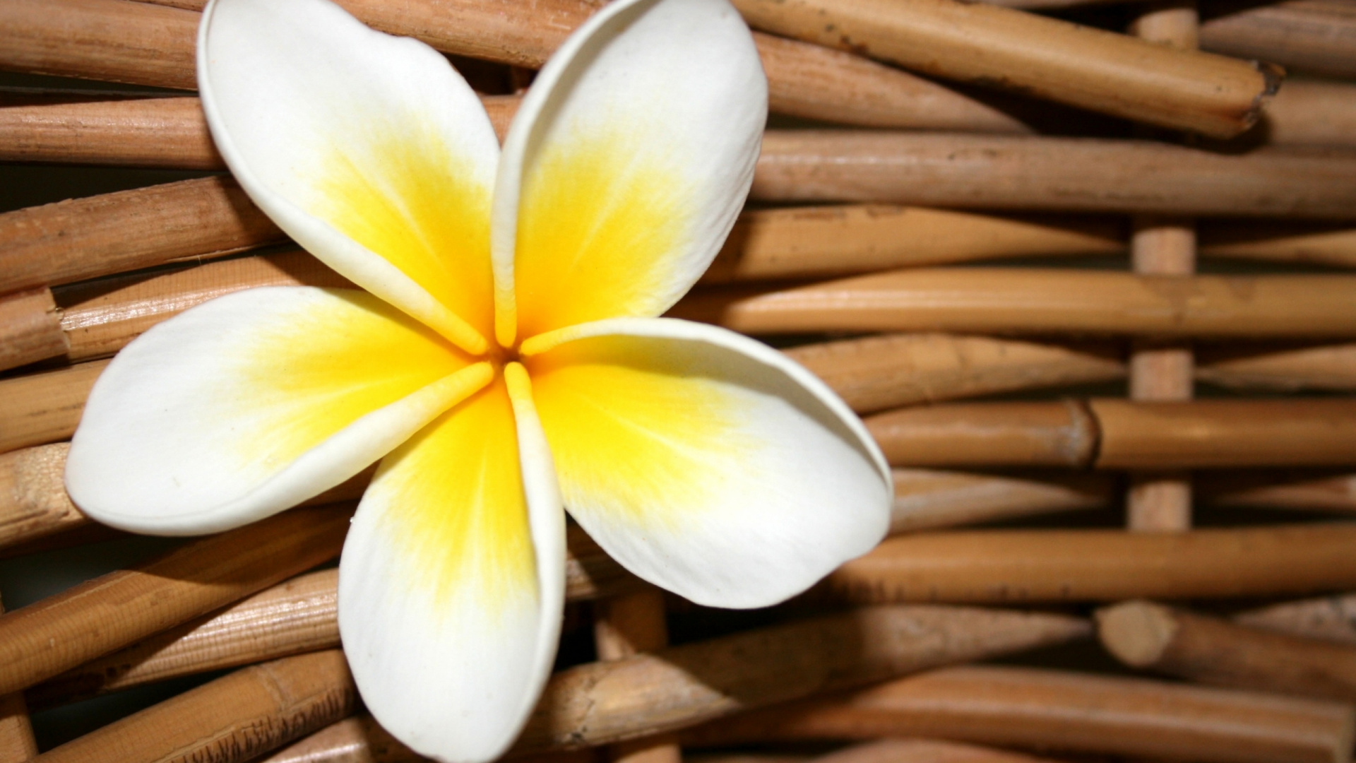 Yellow and White Flower on Brown Wooden Surface. Wallpaper in 1920x1080 Resolution