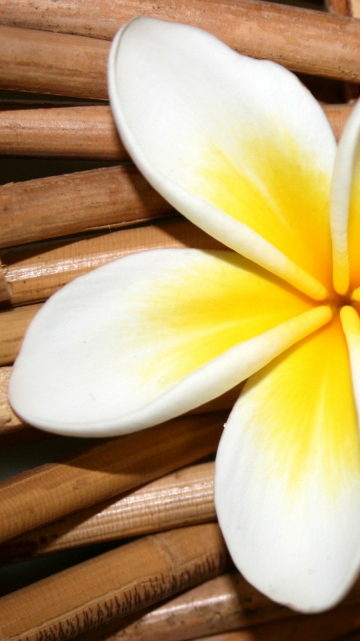 Yellow and White Flower on Brown Wooden Surface. Wallpaper in 720x1280 Resolution