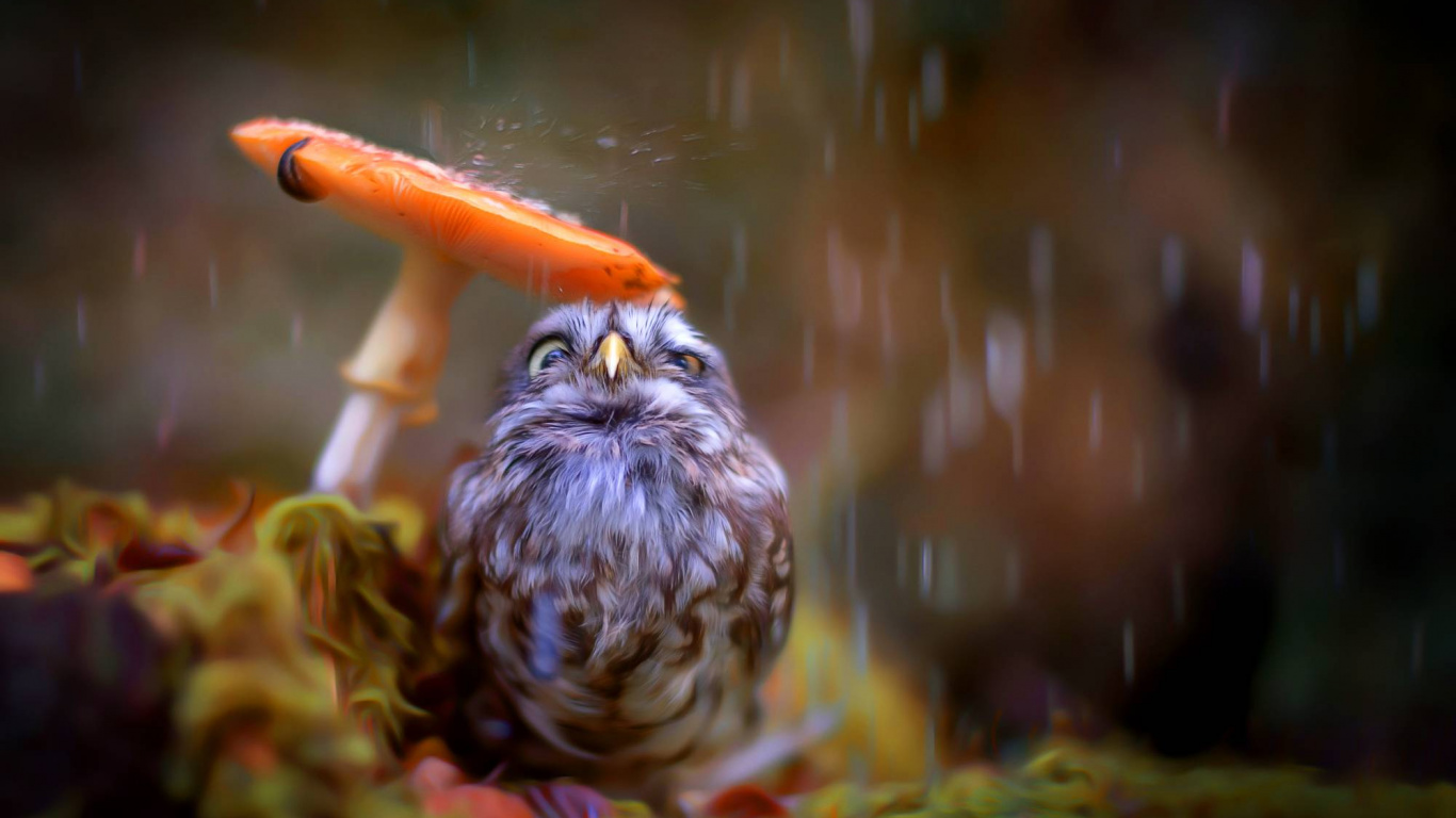 Brown and White Owl on Green Grass. Wallpaper in 1366x768 Resolution