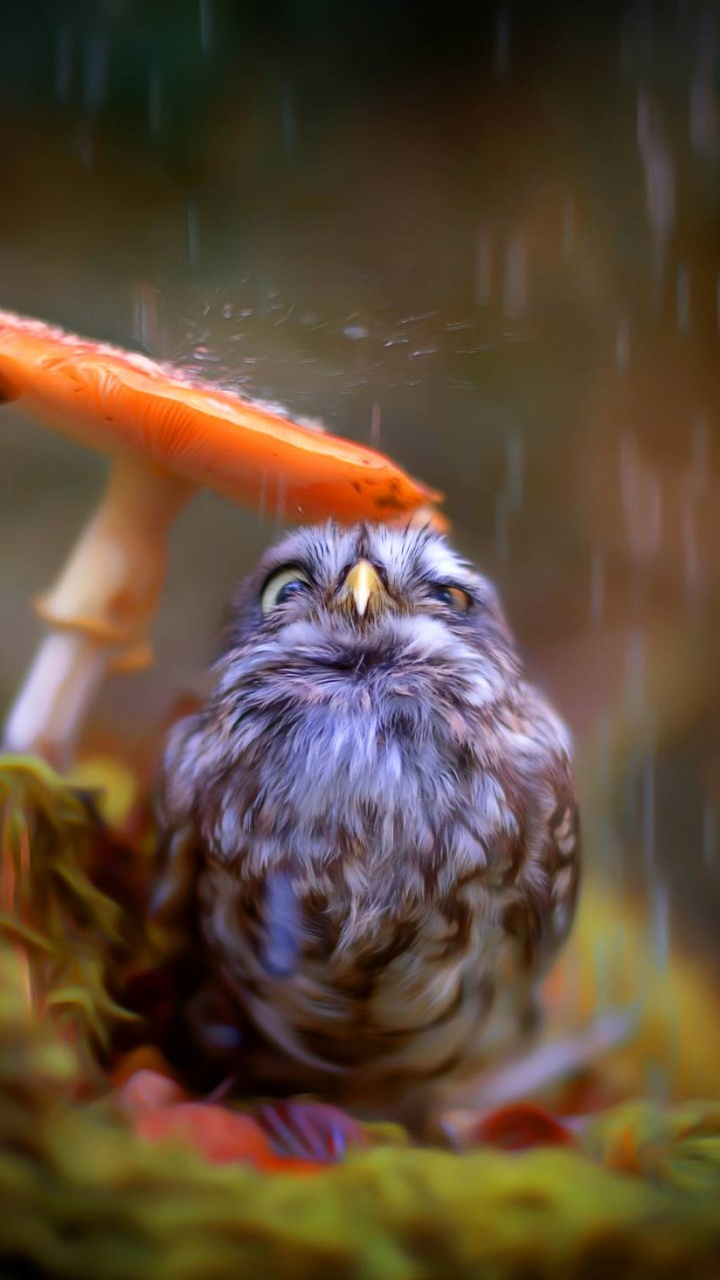 蘑菇, 性质, 鸟, 鸟的猎物, 野生动物 壁纸 720x1280 允许