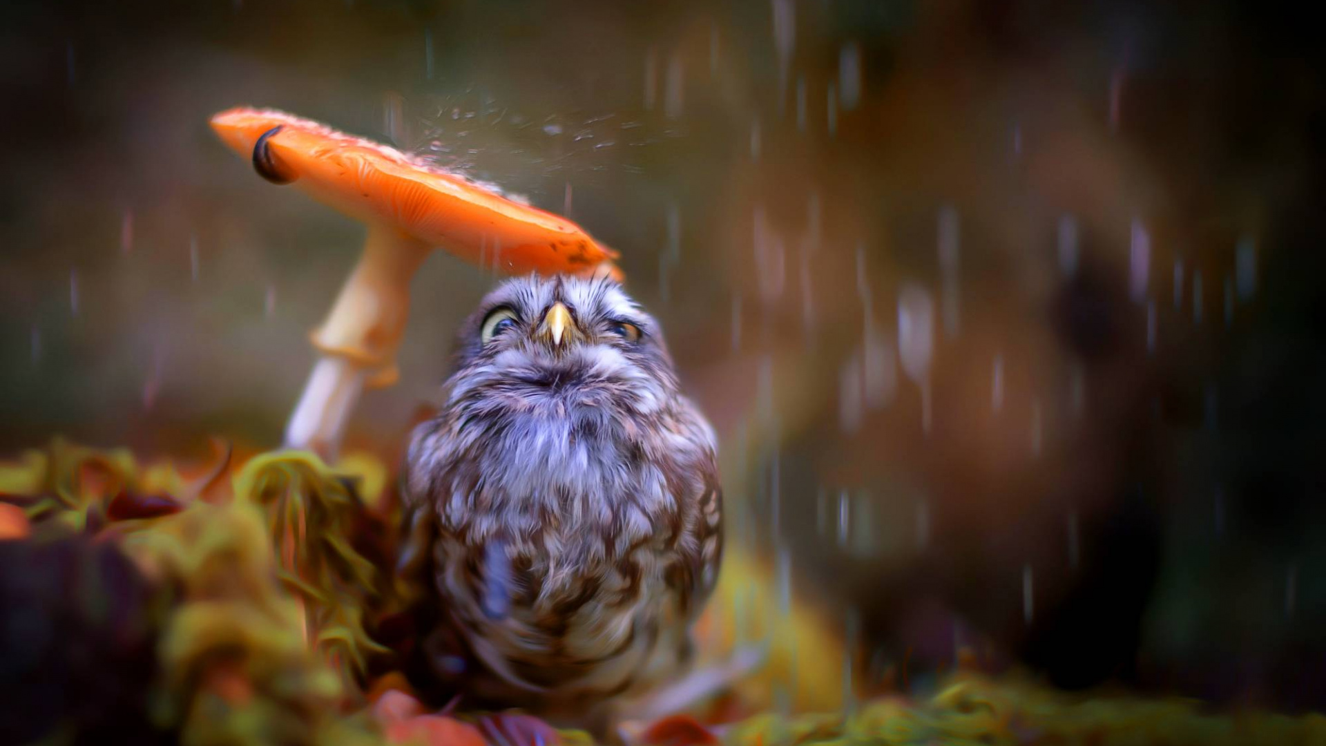 Braune Und Weiße Eule Auf Grünem Gras. Wallpaper in 1920x1080 Resolution