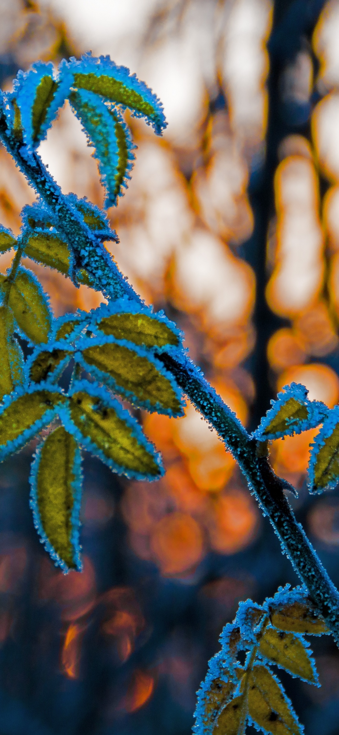 Feuille, Rameau, Tige de la Plante, Blue, Végétation. Wallpaper in 1125x2436 Resolution