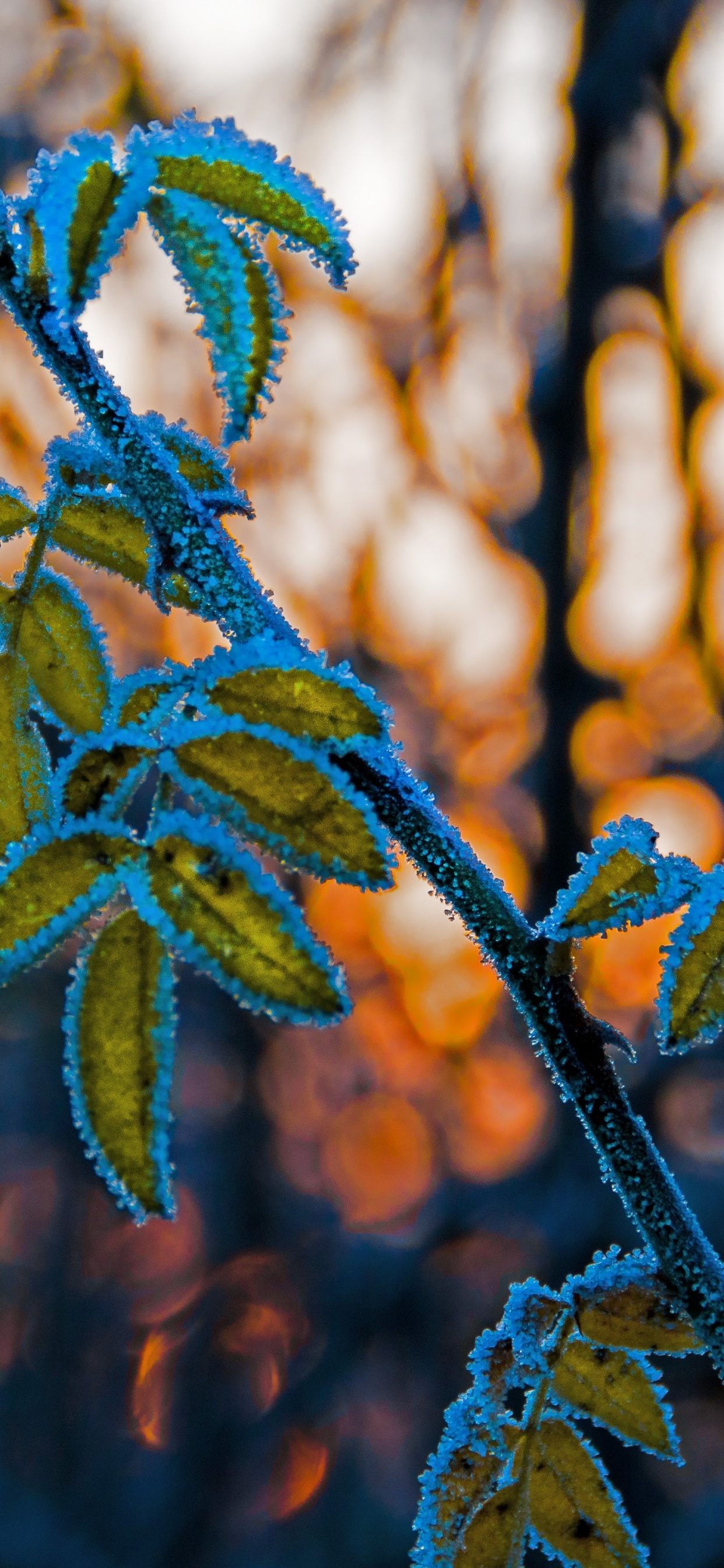Feuille, Rameau, Tige de la Plante, Blue, Végétation. Wallpaper in 1242x2688 Resolution