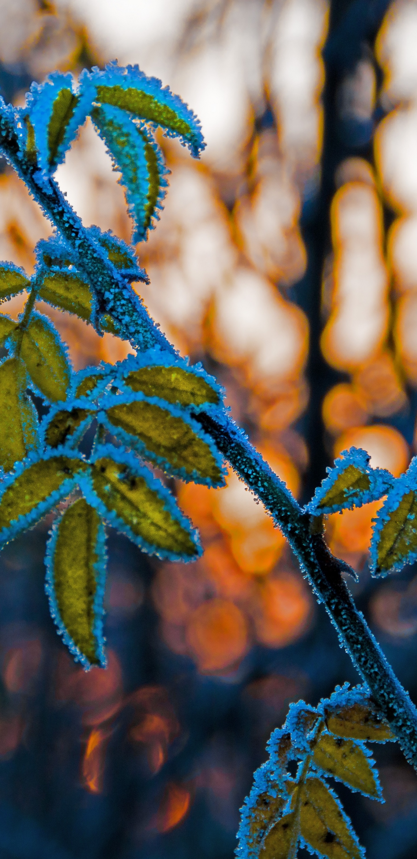 Feuille, Rameau, Tige de la Plante, Blue, Végétation. Wallpaper in 1440x2960 Resolution