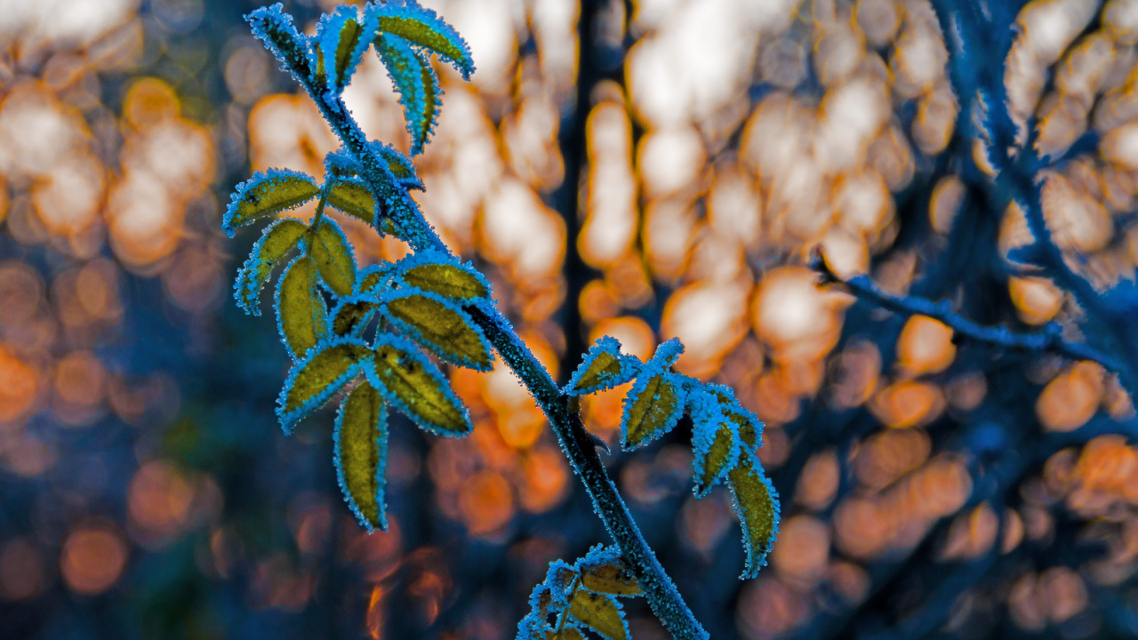 Leaf, Twig, Plant Stem, Branch, Blue. Wallpaper in 1280x720 Resolution
