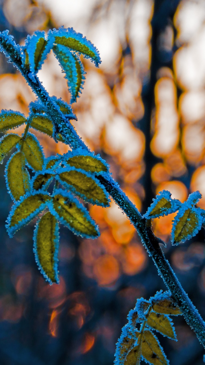 Leaf, Twig, Plant Stem, Branch, Blue. Wallpaper in 720x1280 Resolution