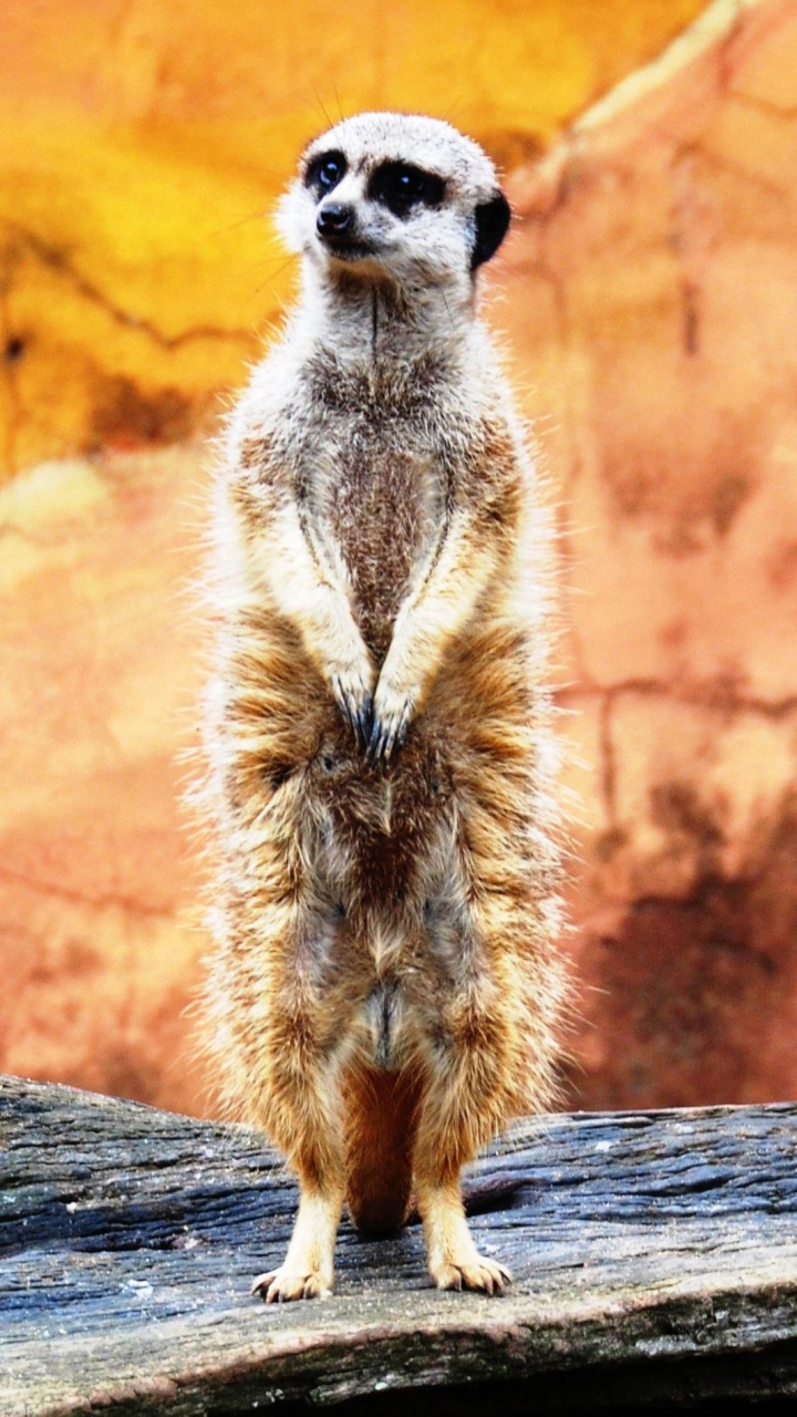 Animal Marron et Blanc Sur Une Surface en Bois Marron. Wallpaper in 720x1280 Resolution