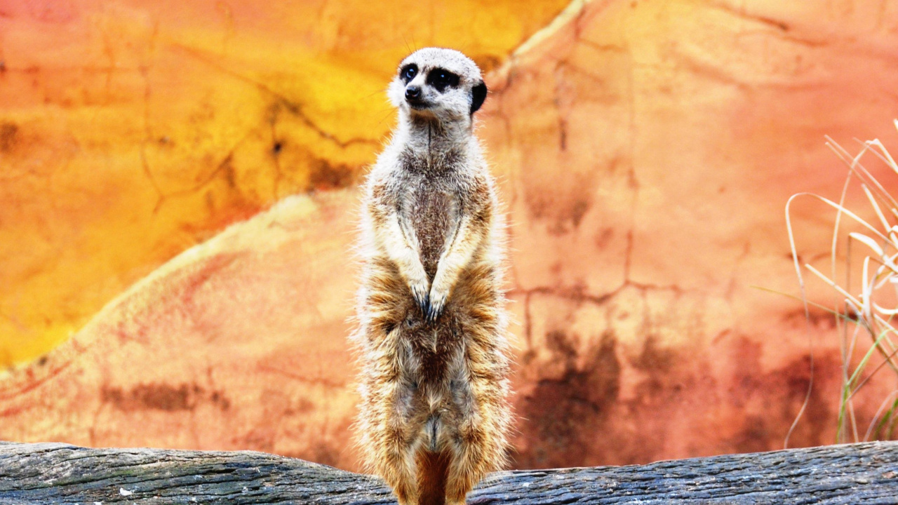 Brown and White Animal on Brown Wooden Surface. Wallpaper in 1280x720 Resolution