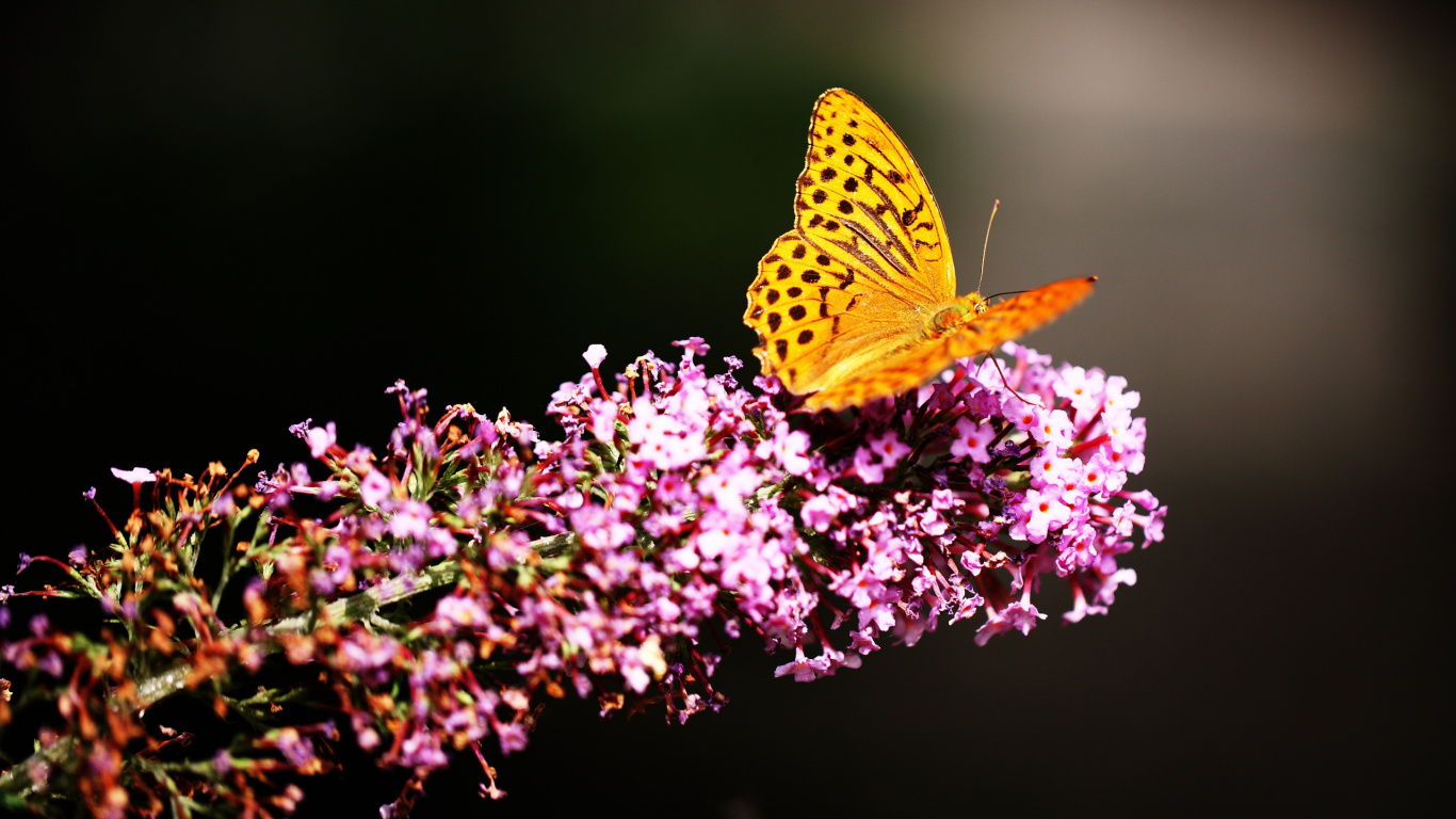 Yellow Butterfly Perched on Purple Flower in Close up Photography During Daytime. Wallpaper in 1366x768 Resolution