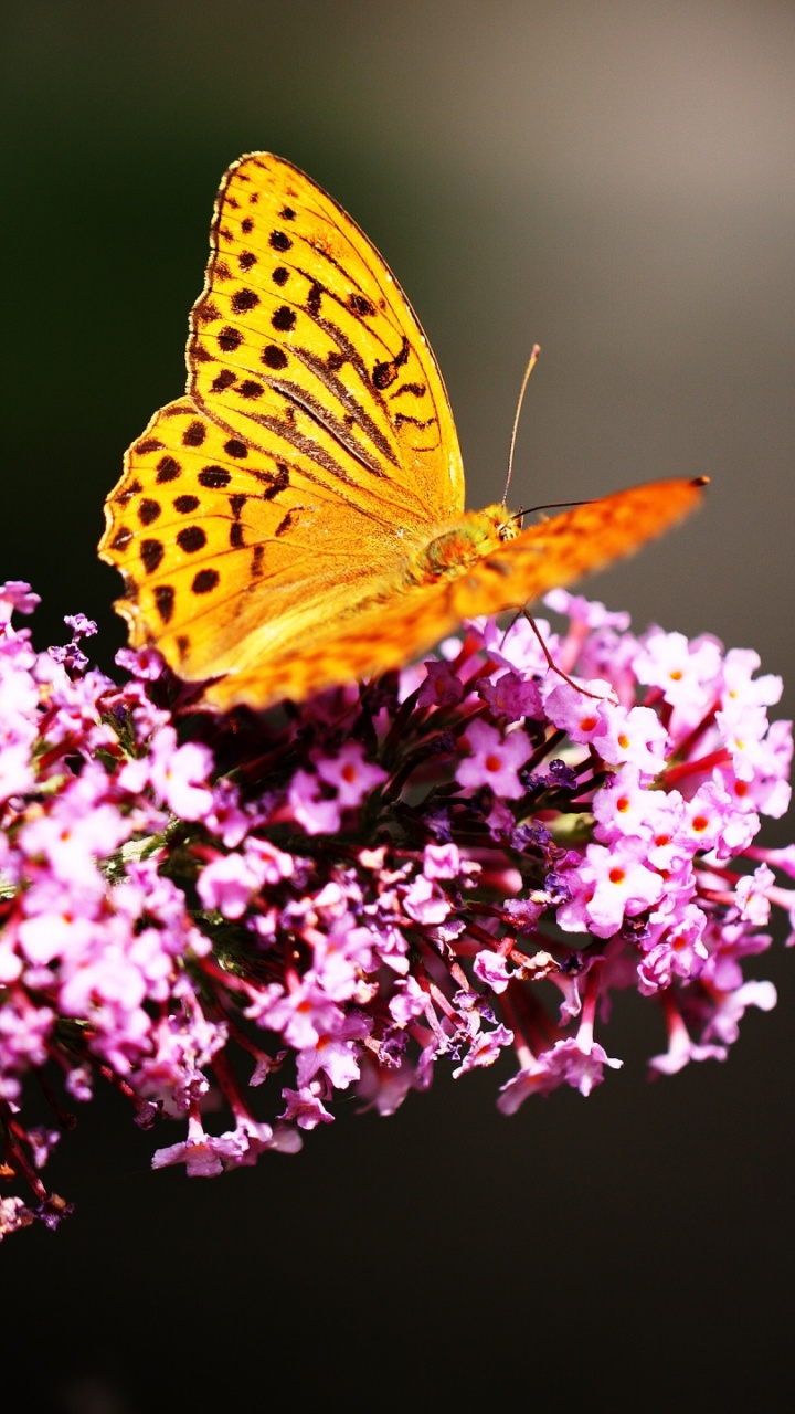 Yellow Butterfly Perched on Purple Flower in Close up Photography During Daytime. Wallpaper in 720x1280 Resolution