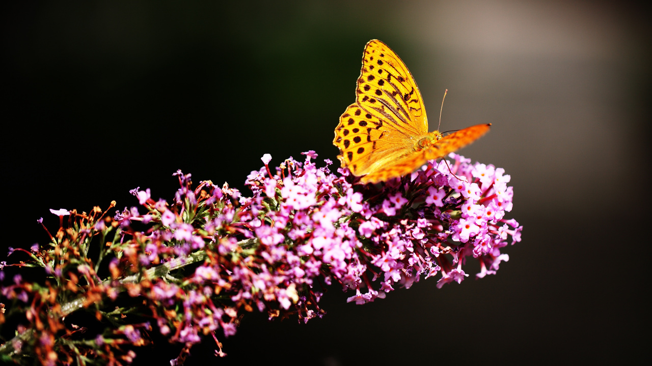 Mariposa Amarilla Posada Sobre Flor Violeta en Fotografía Cercana Durante el Día. Wallpaper in 1280x720 Resolution