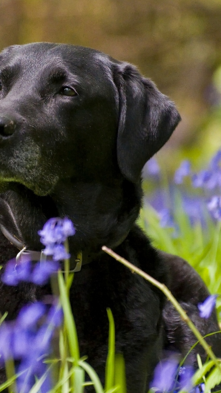 Black Labrador Retriever on Green Grass Field During Daytime. Wallpaper in 720x1280 Resolution
