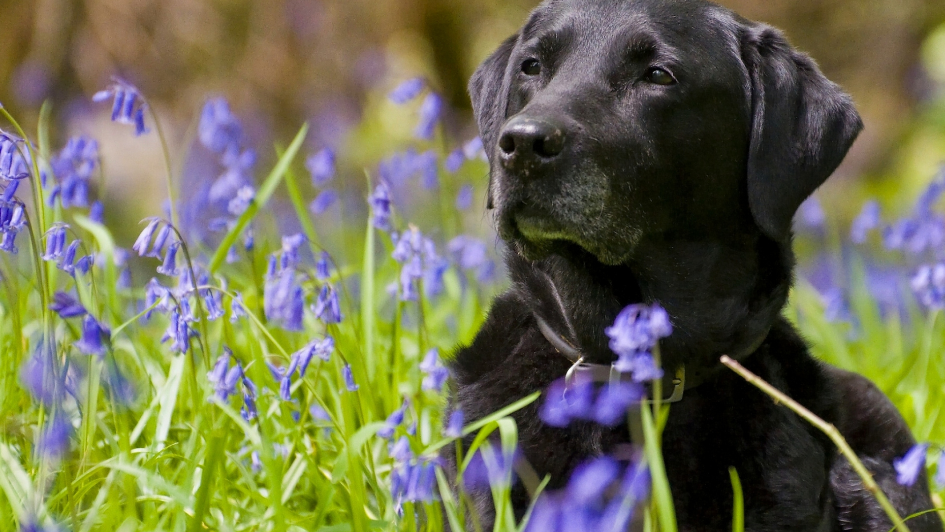 Labrador Retriever Noir Sur Terrain D'herbe Verte Pendant la Journée. Wallpaper in 1920x1080 Resolution