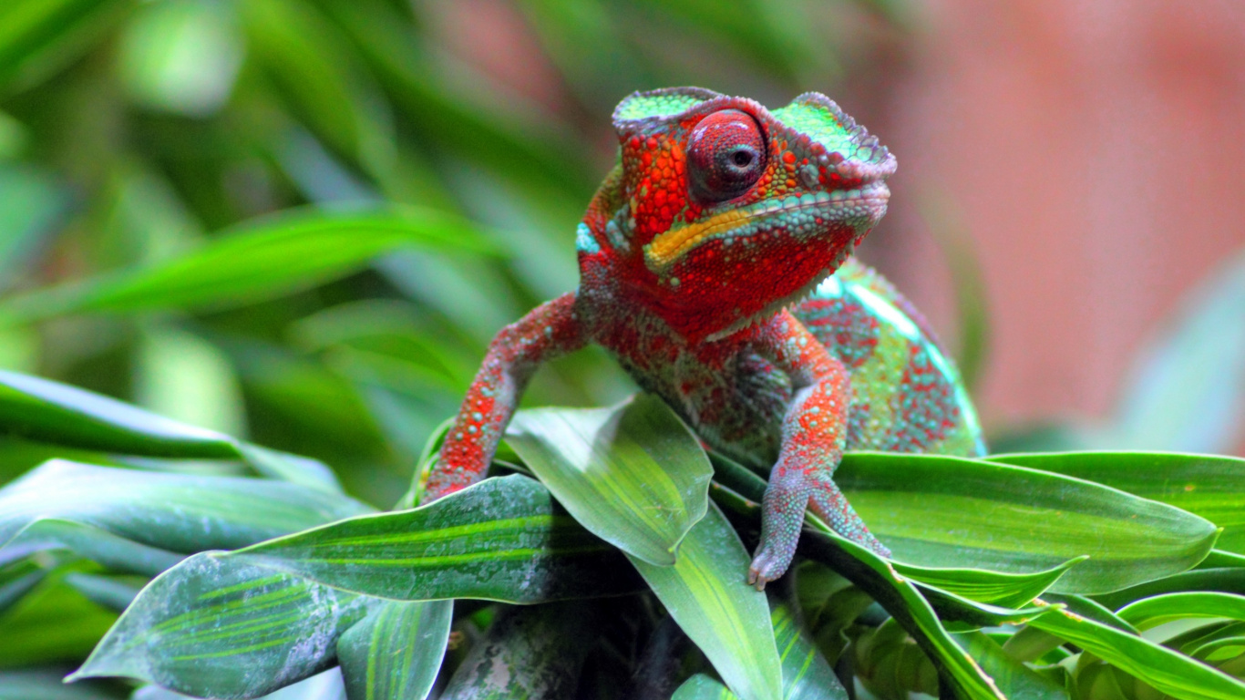 Red and Green Frog on Green Leaf. Wallpaper in 1366x768 Resolution