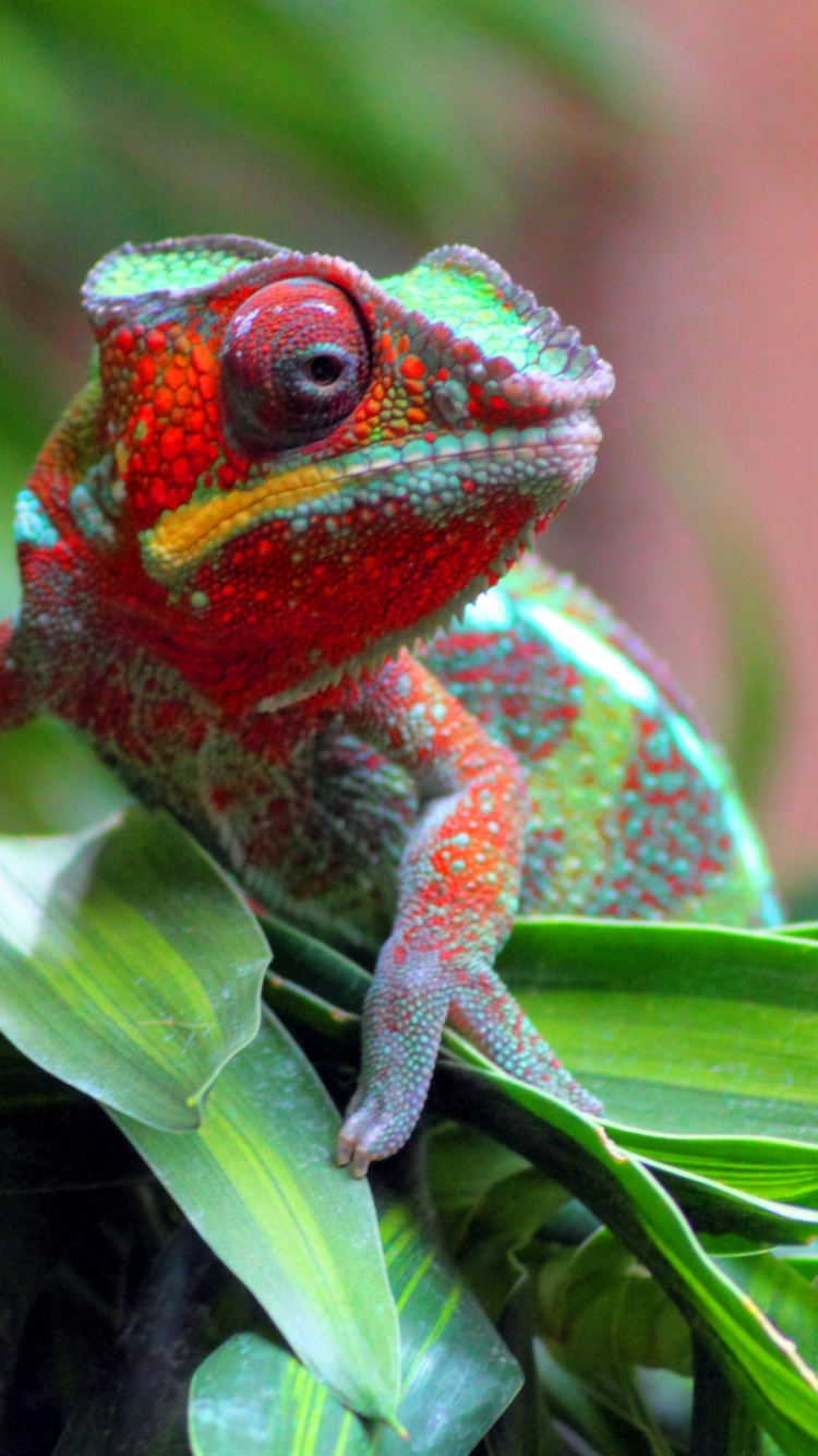 Red and Green Frog on Green Leaf. Wallpaper in 750x1334 Resolution