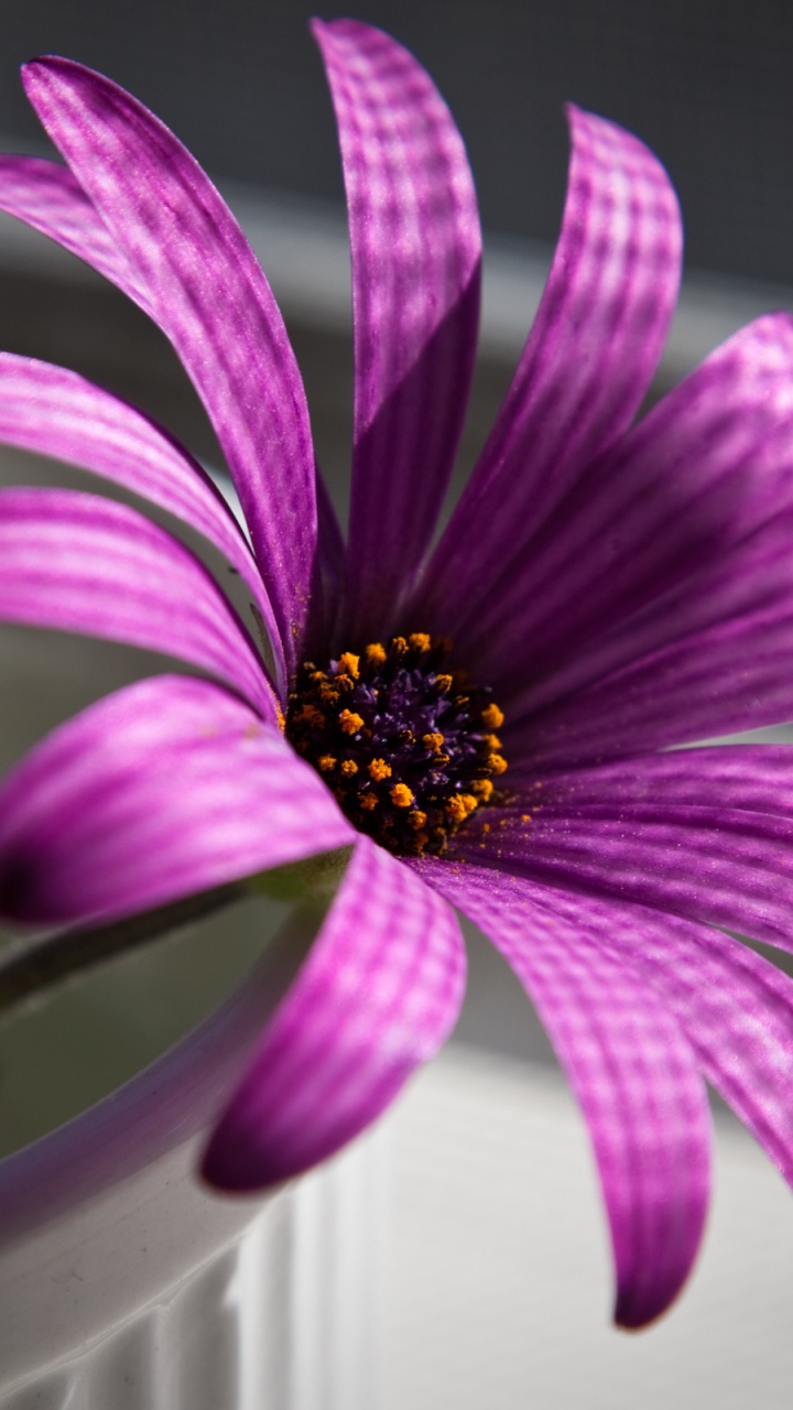 Purple Flower in White Pot. Wallpaper in 720x1280 Resolution
