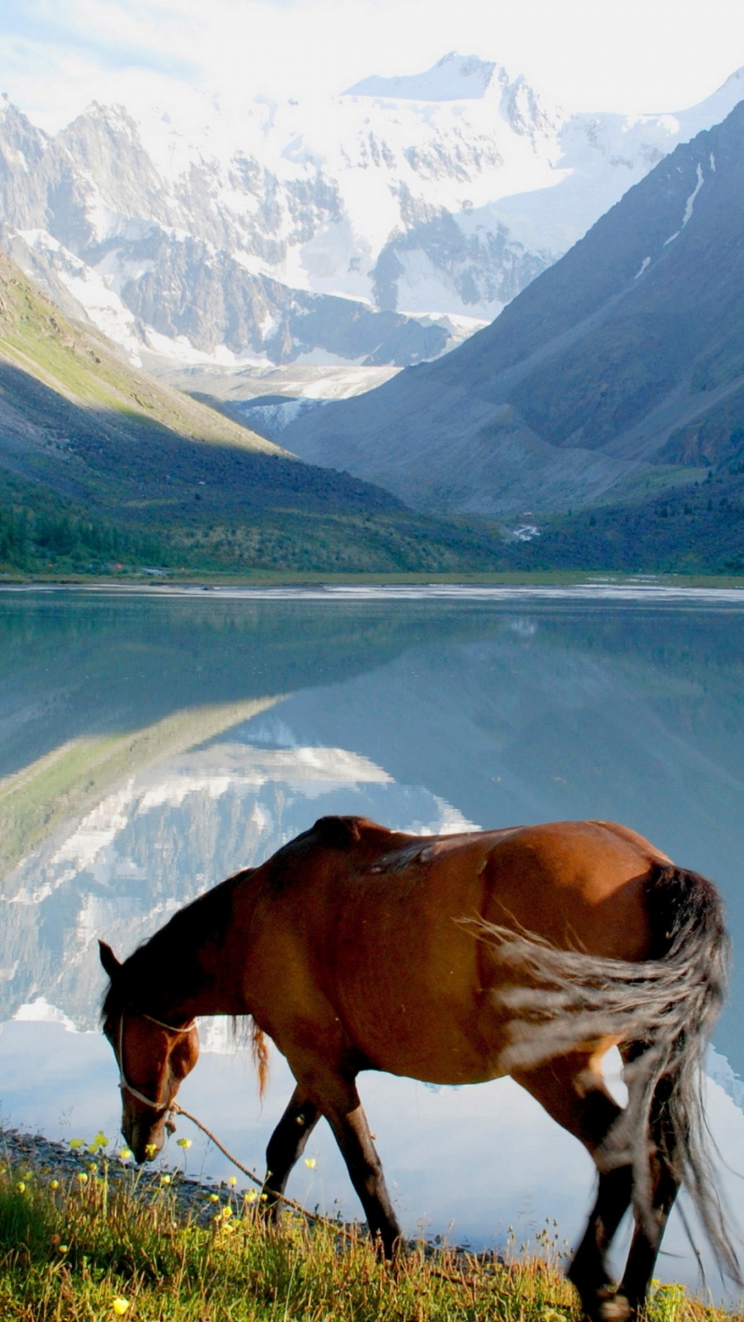 Brown Horse on Green Grass Field Near Lake During Daytime. Wallpaper in 1080x1920 Resolution