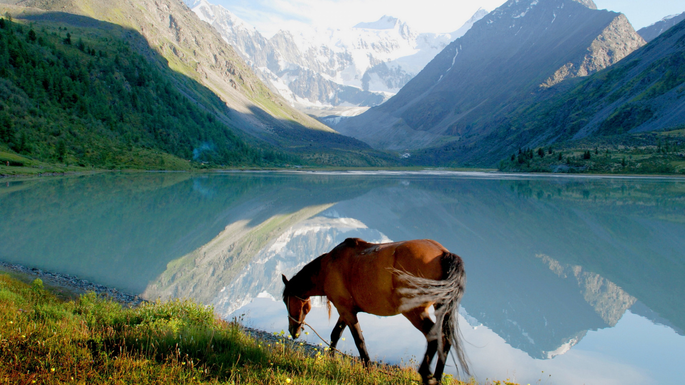 Brown Horse on Green Grass Field Near Lake During Daytime. Wallpaper in 1366x768 Resolution
