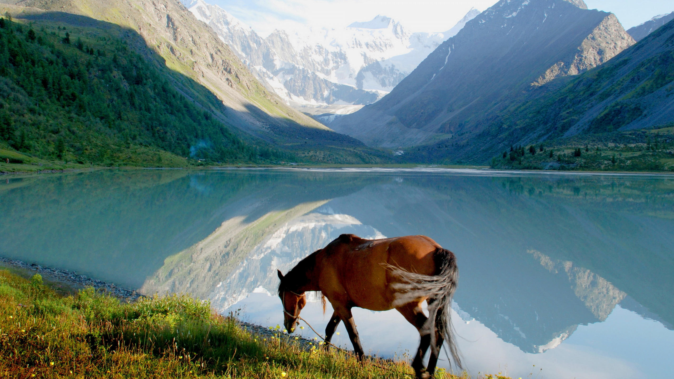 Brown Horse on Green Grass Field Near Lake During Daytime. Wallpaper in 2560x1440 Resolution