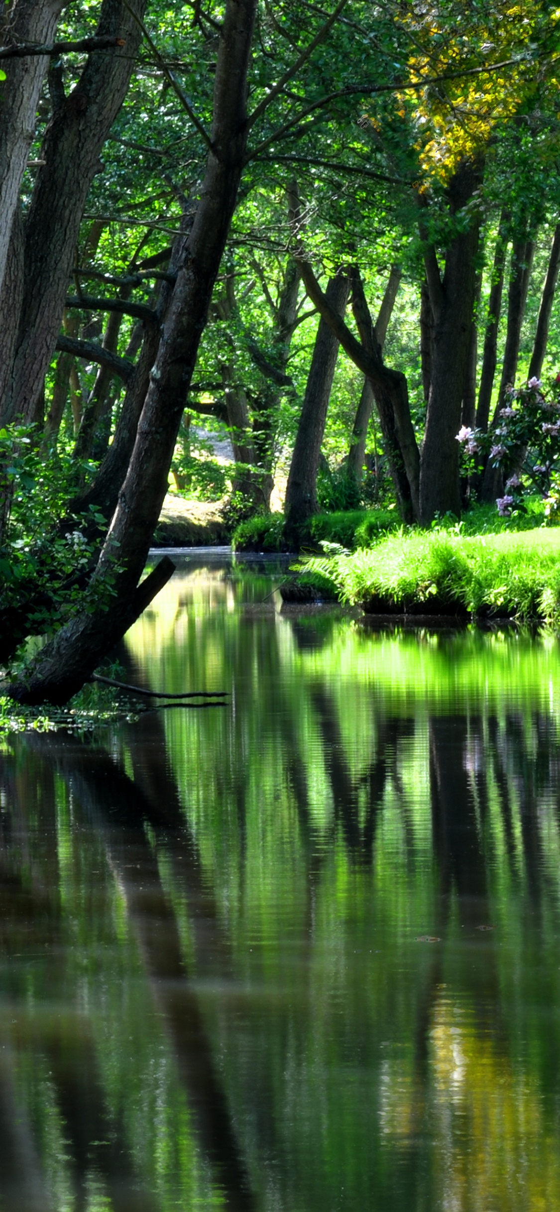 Tagsüber Grüne Bäume Neben Dem Gewässer. Wallpaper in 1125x2436 Resolution