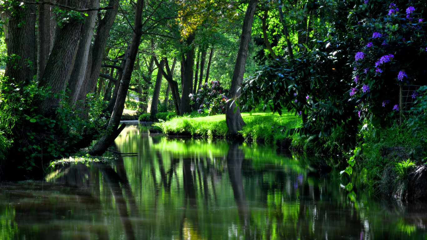 Green Trees Beside Body of Water During Daytime. Wallpaper in 1366x768 Resolution