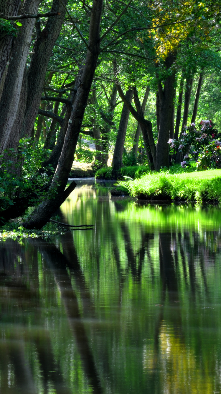 Green Trees Beside Body of Water During Daytime. Wallpaper in 750x1334 Resolution