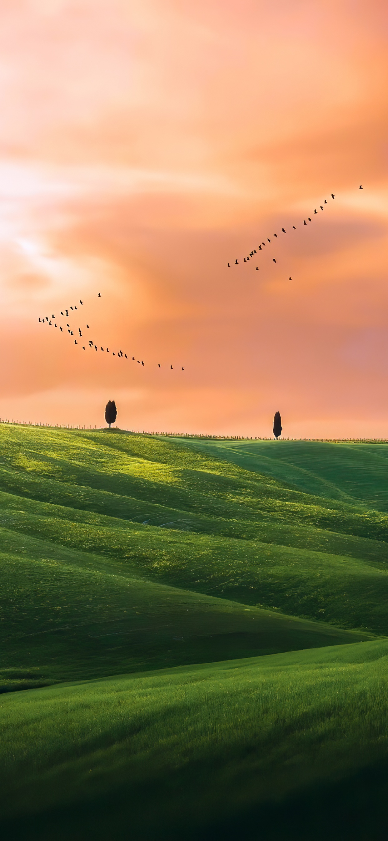Grassland, Plant, Cloud, Atmosphere, Bird. Wallpaper in 1242x2688 Resolution