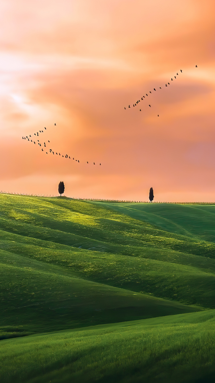 Grünland, Cloud, Atmosphäre, Vogel, Ökoregion. Wallpaper in 750x1334 Resolution