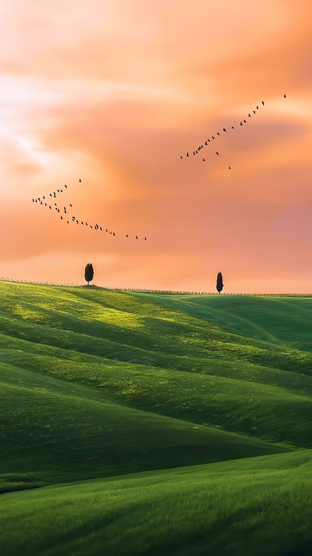 Prairie, Atmosphère, Oiseau, L'écorégion, Paysage Naturel. Wallpaper in 1080x1920 Resolution