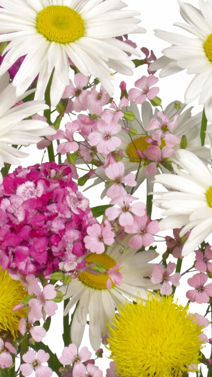Fleurs Violettes et Blanches en Photographie Rapprochée. Wallpaper in 720x1280 Resolution