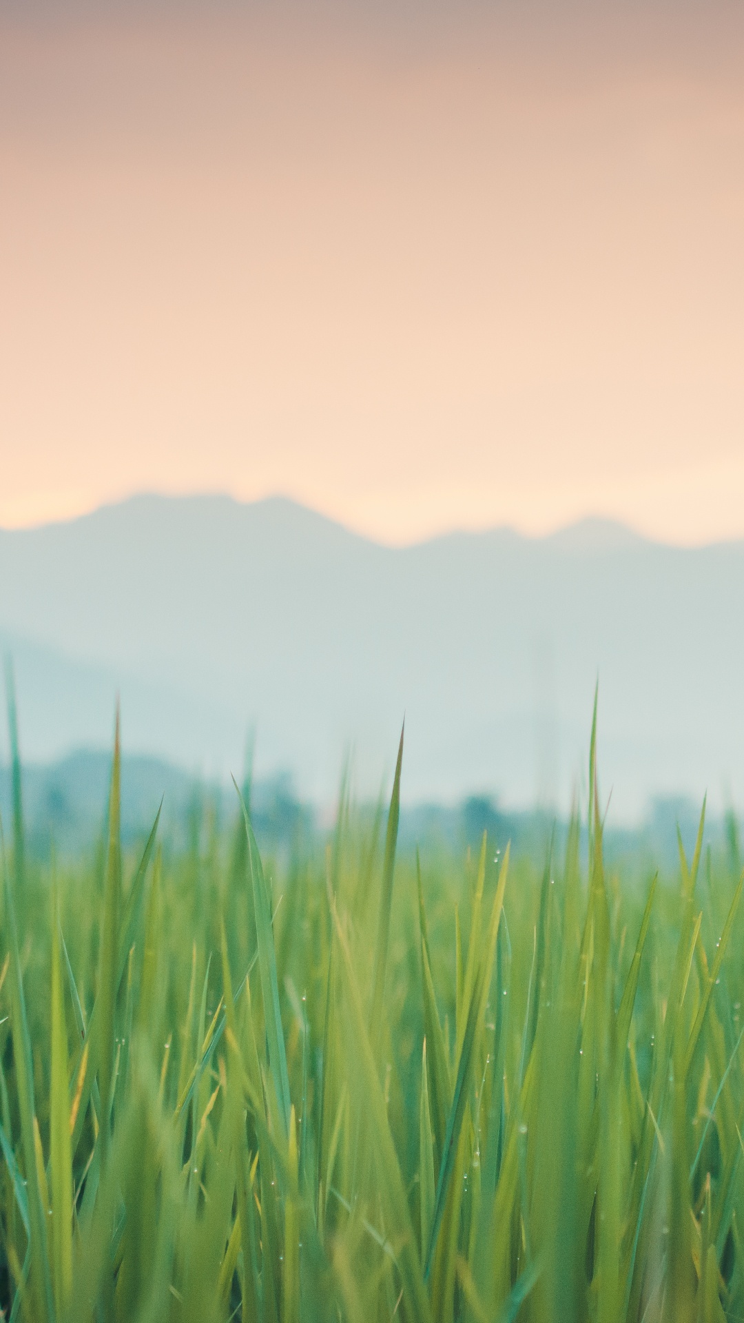 Color, Atmosphère, Green, Paysage Naturel, Les Gens Dans la Nature. Wallpaper in 1080x1920 Resolution