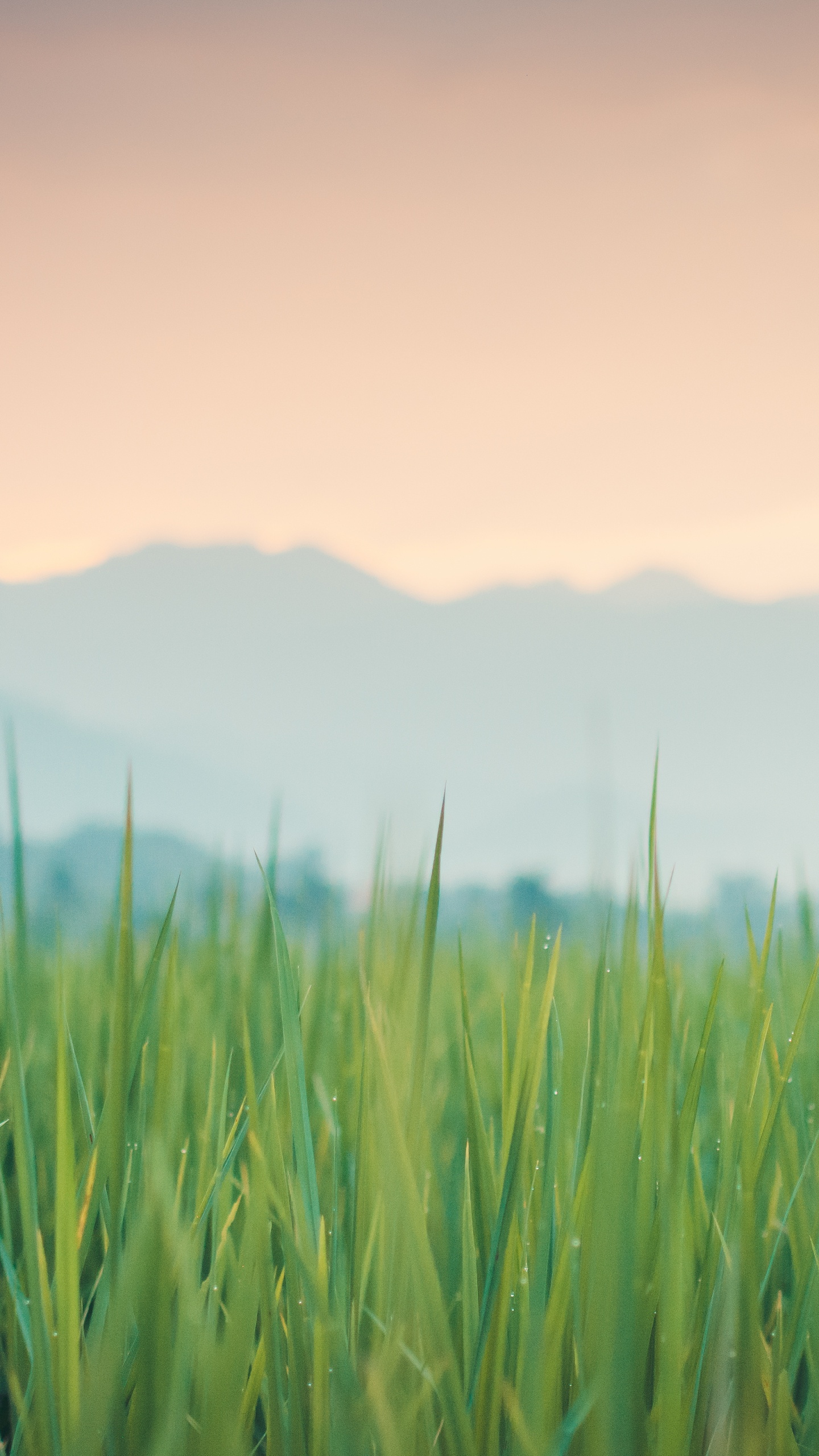 Color, Atmosphère, Green, Paysage Naturel, Les Gens Dans la Nature. Wallpaper in 1440x2560 Resolution