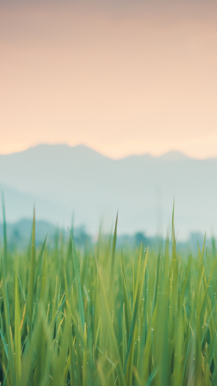 Color, Atmosphère, Green, Paysage Naturel, Les Gens Dans la Nature. Wallpaper in 720x1280 Resolution