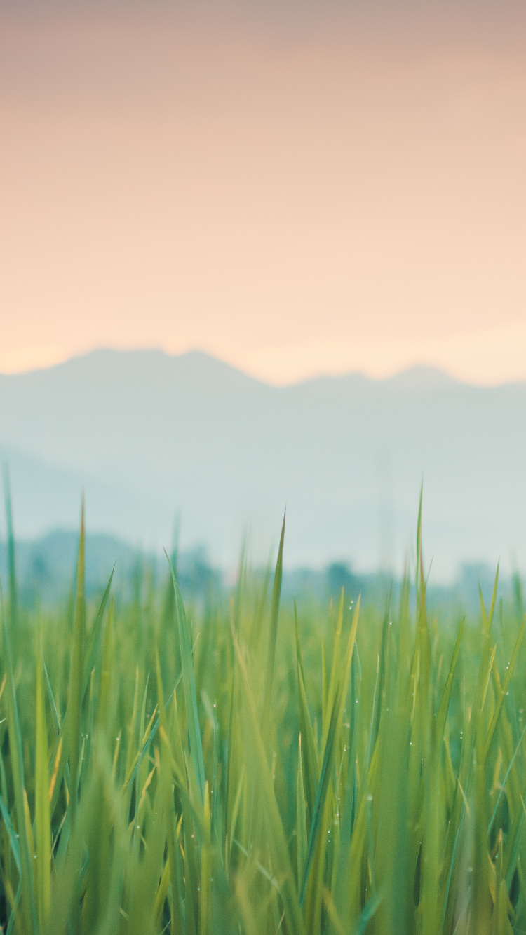 Color, Atmosphère, Green, Paysage Naturel, Les Gens Dans la Nature. Wallpaper in 750x1334 Resolution