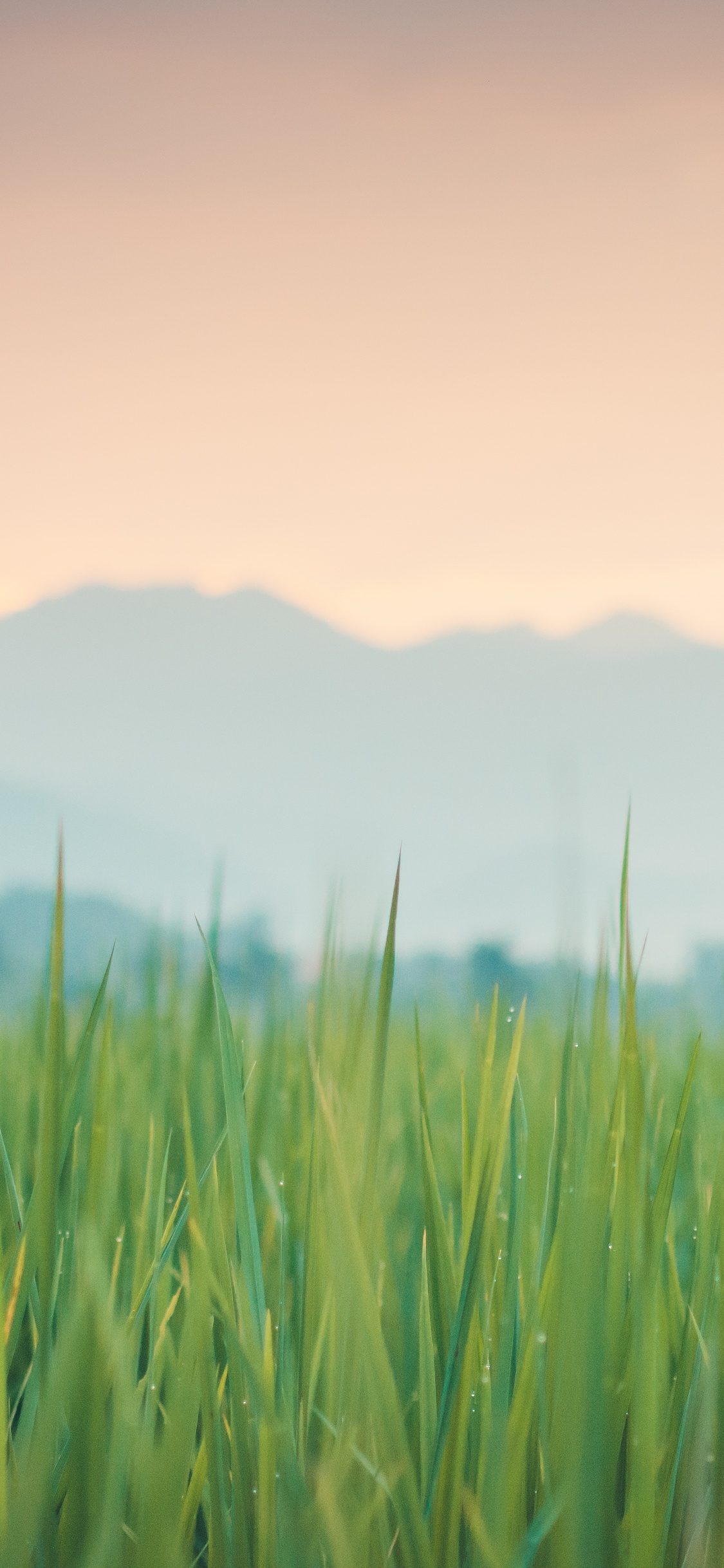 Grasses, Colored, Atmosphere, Plant, Cloud. Wallpaper in 1125x2436 Resolution