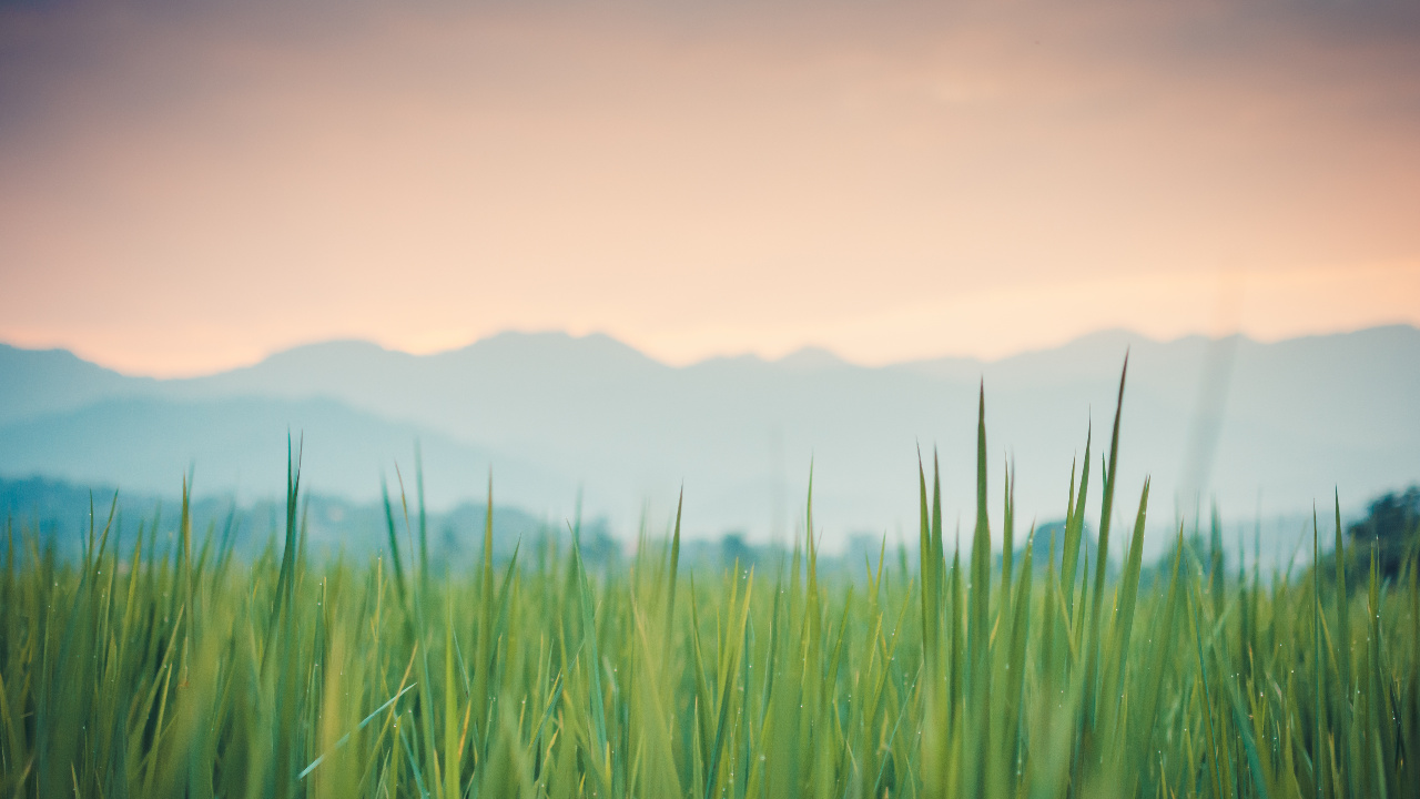 Grasses, Colored, Atmosphere, Plant, Cloud. Wallpaper in 1280x720 Resolution