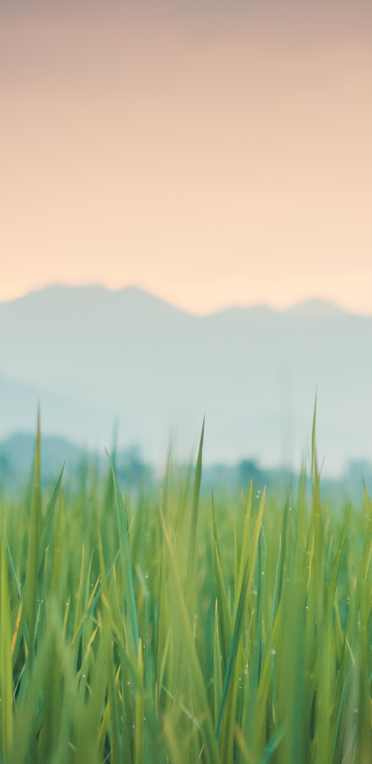 Grasses, Colored, Atmosphere, Plant, Cloud. Wallpaper in 1440x2960 Resolution