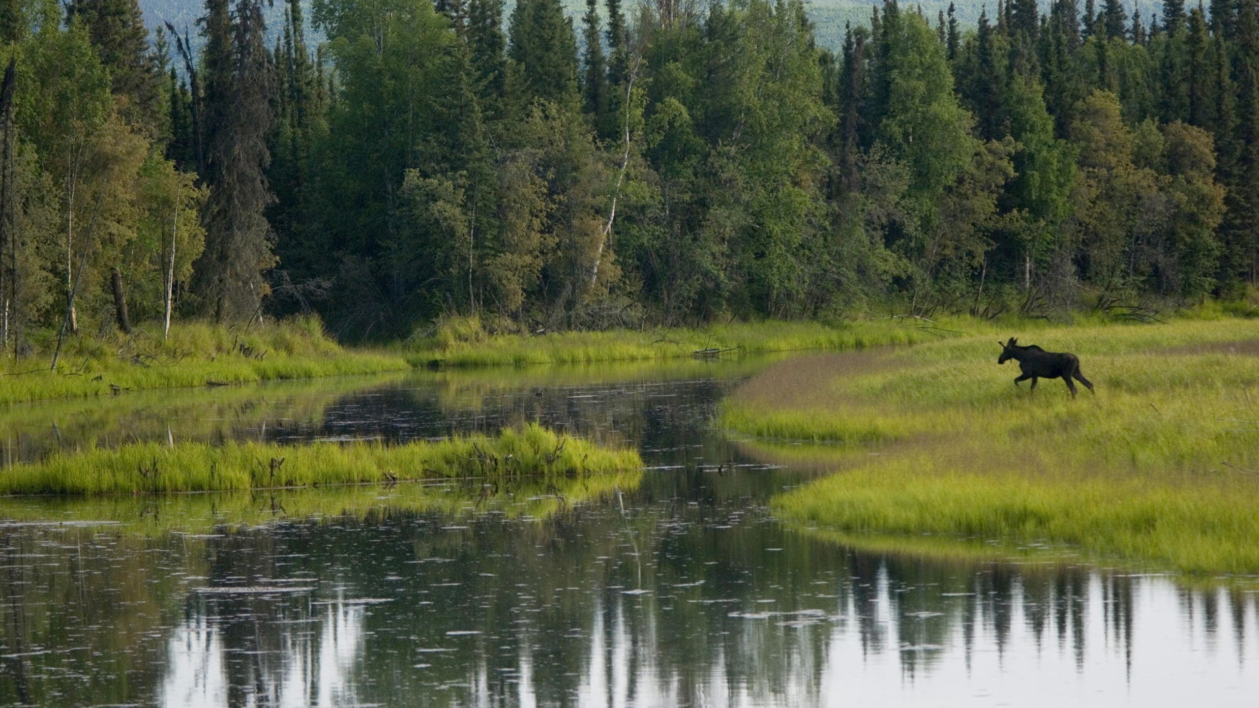 Tagsüber Grüne Wiese in Der Nähe Des Sees. Wallpaper in 2560x1440 Resolution