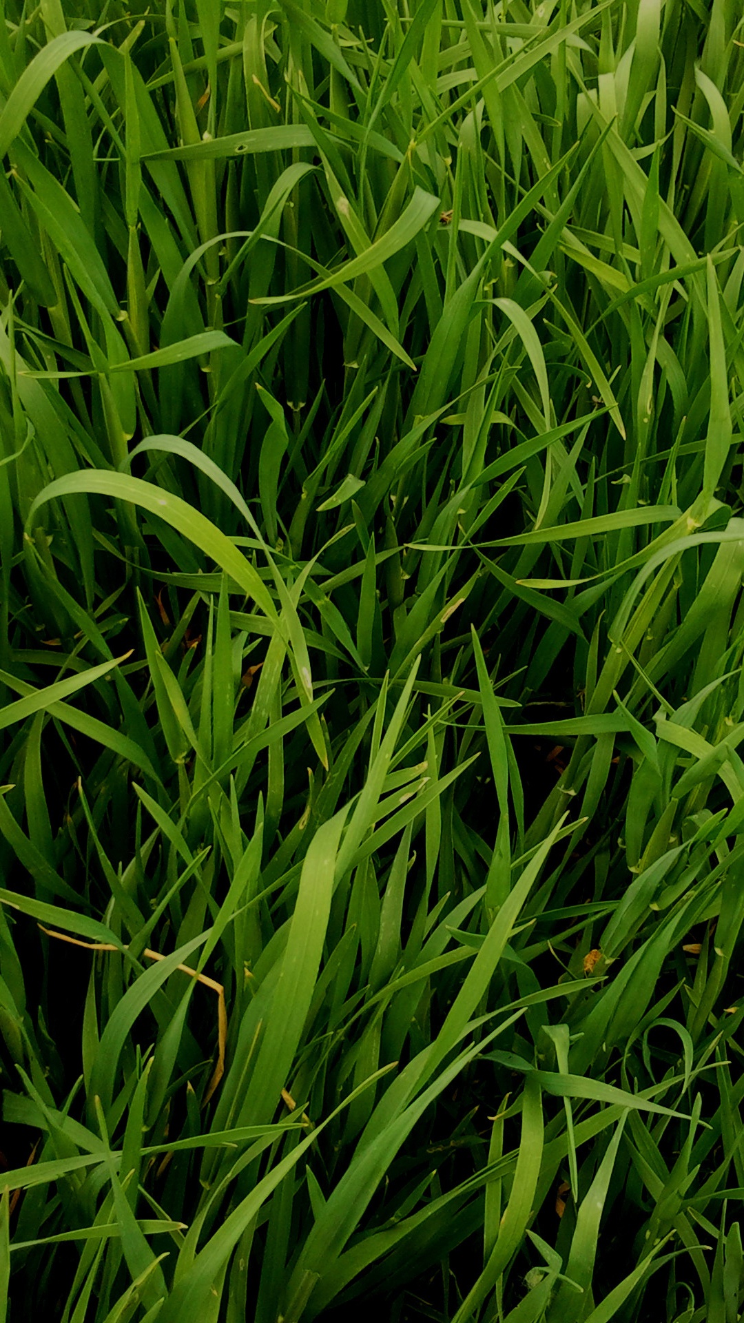 Champ D'herbe Verte Pendant la Journée. Wallpaper in 1080x1920 Resolution