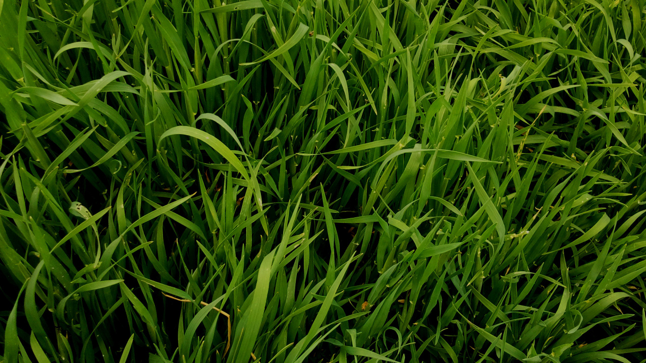 Campo de Hierba Verde Durante el Día. Wallpaper in 1280x720 Resolution