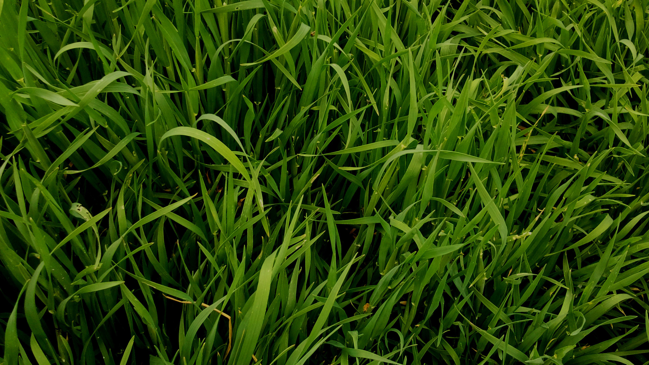 香草, 首歌, 草, 草家庭, Chrysopogon Zizanioides 壁纸 2560x1440 允许