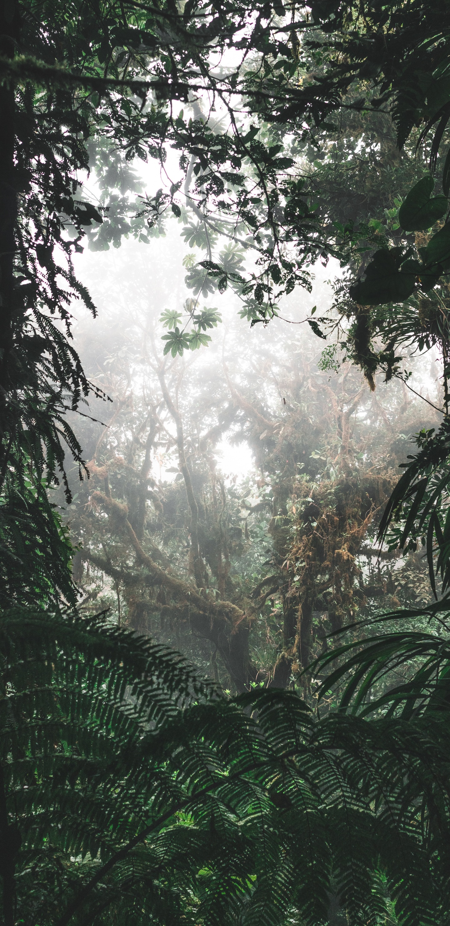 Arbres et Plantes Verts Pendant la Journée. Wallpaper in 1440x2960 Resolution