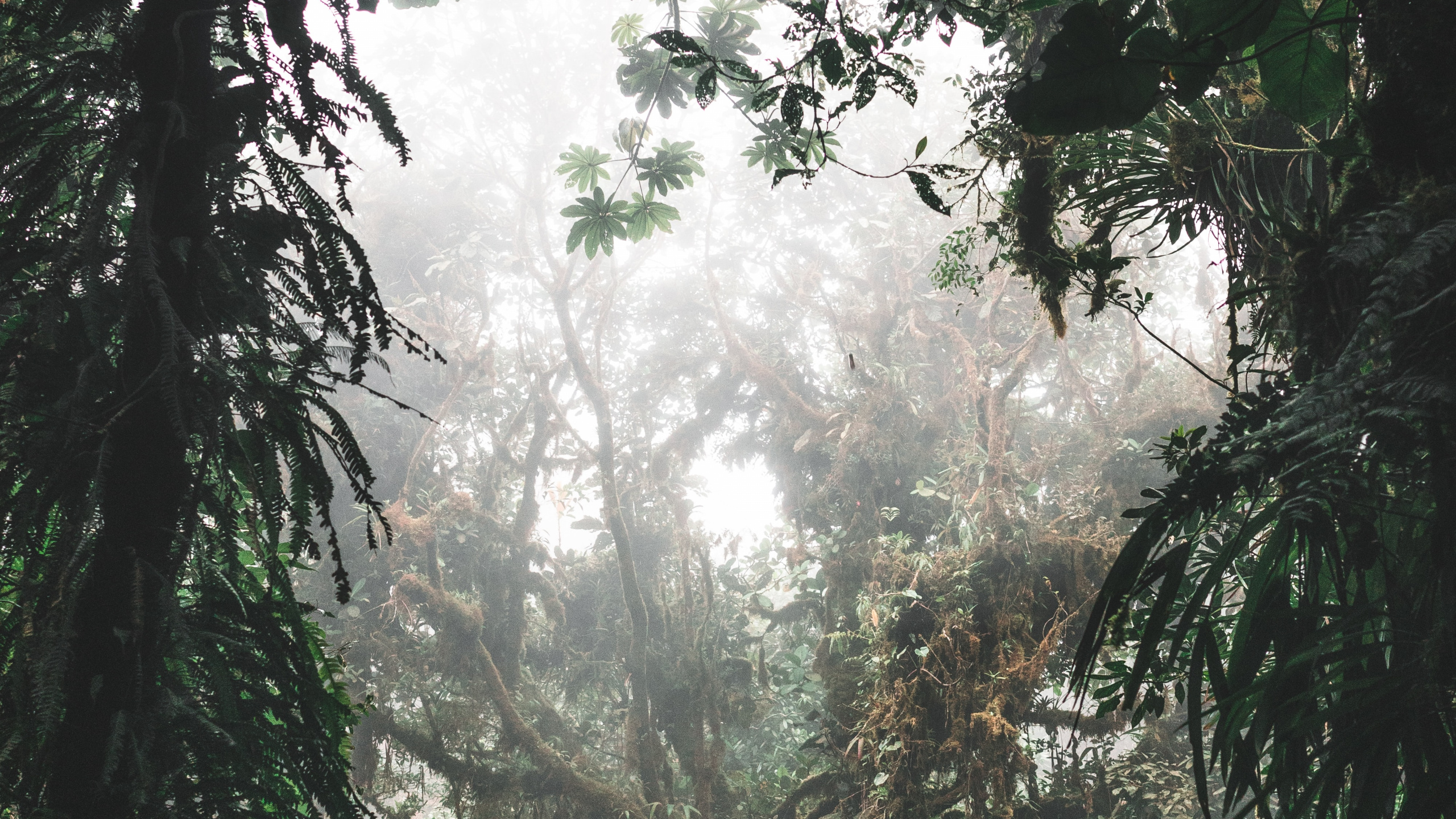 Arbres et Plantes Verts Pendant la Journée. Wallpaper in 2560x1440 Resolution