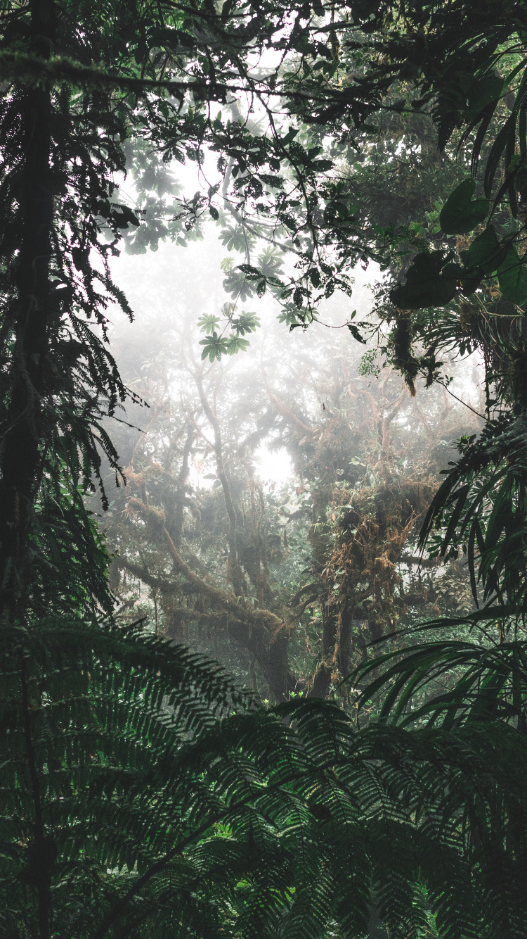 Arbres et Plantes Verts Pendant la Journée. Wallpaper in 750x1334 Resolution