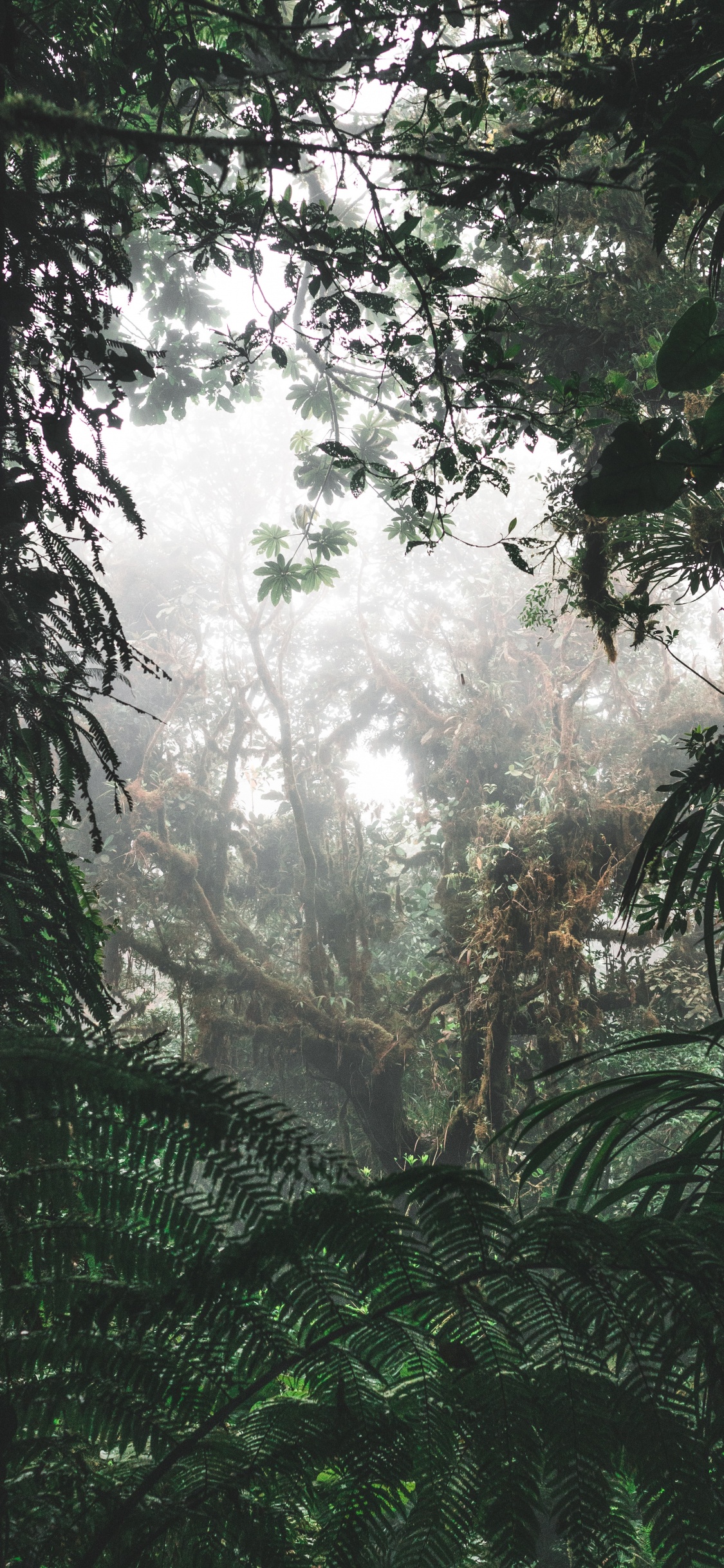 Green Trees and Plants During Daytime. Wallpaper in 1125x2436 Resolution