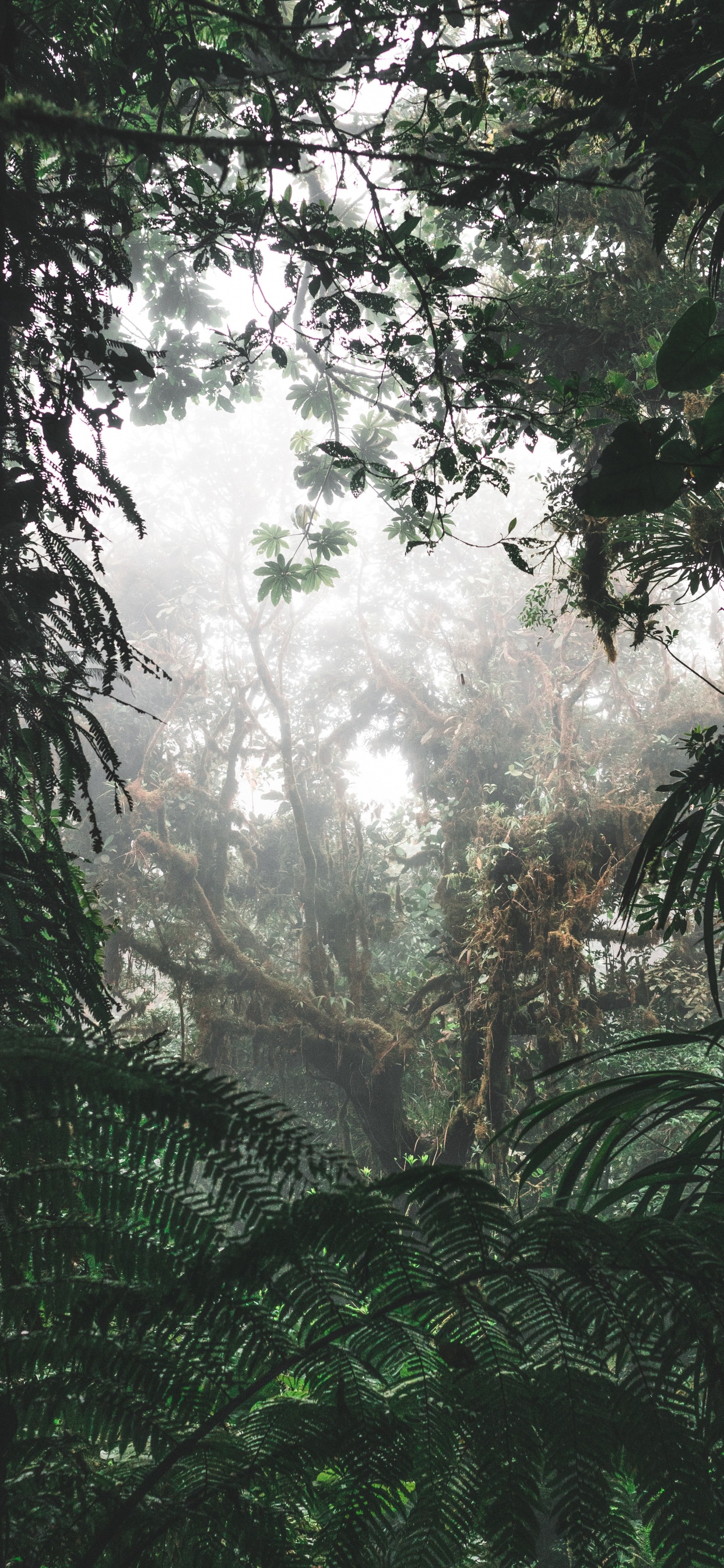 Green Trees and Plants During Daytime. Wallpaper in 1242x2688 Resolution