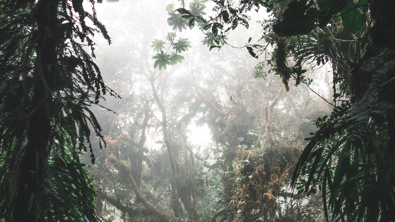 Green Trees and Plants During Daytime. Wallpaper in 1280x720 Resolution