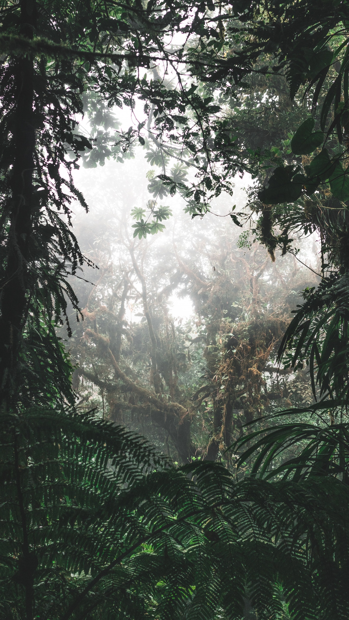 Green Trees and Plants During Daytime. Wallpaper in 1440x2560 Resolution
