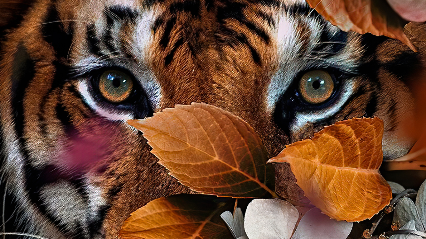 Tiger Mit Blumen, Bengal Tiger, Lion, Felidae, Tigon. Wallpaper in 1366x768 Resolution